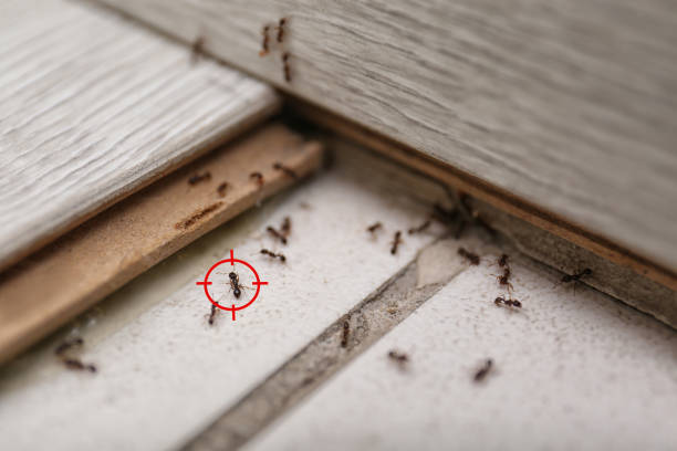 Best Wasp Removal Services  in Upper Greenwood Lake, NJ